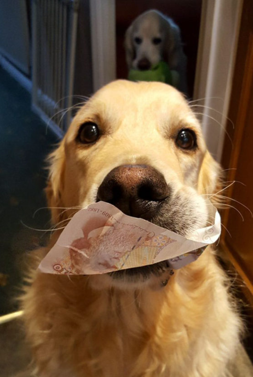 30个带著「超爆笑礼物」回来送给主人的爆笑毛小孩!