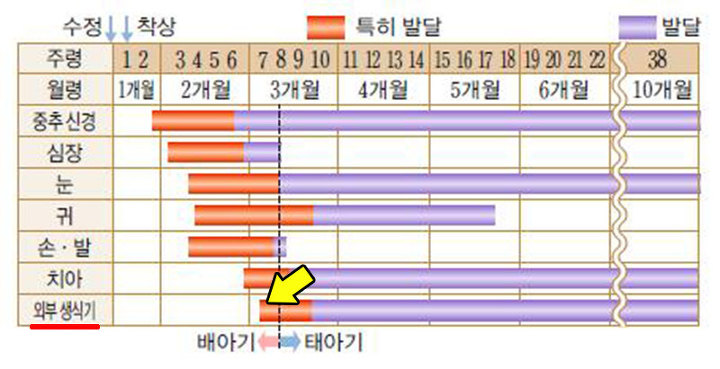 남자의 '젖꼭지'가 존재하는 이유...'충격' eb8ba4ec9ab4eba19ceb939c 3 - 남자의 '젖꼭지'가 존재하는 이유...'충격'