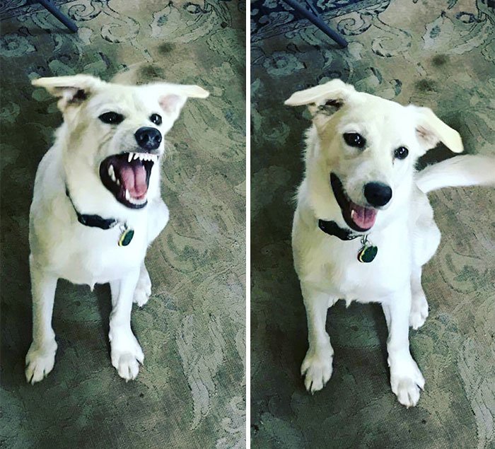 before-after-called-good-boy-25-5860d2dbb98e0__700