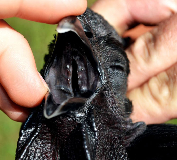 goth-black-chicken-ayam-cemani-18