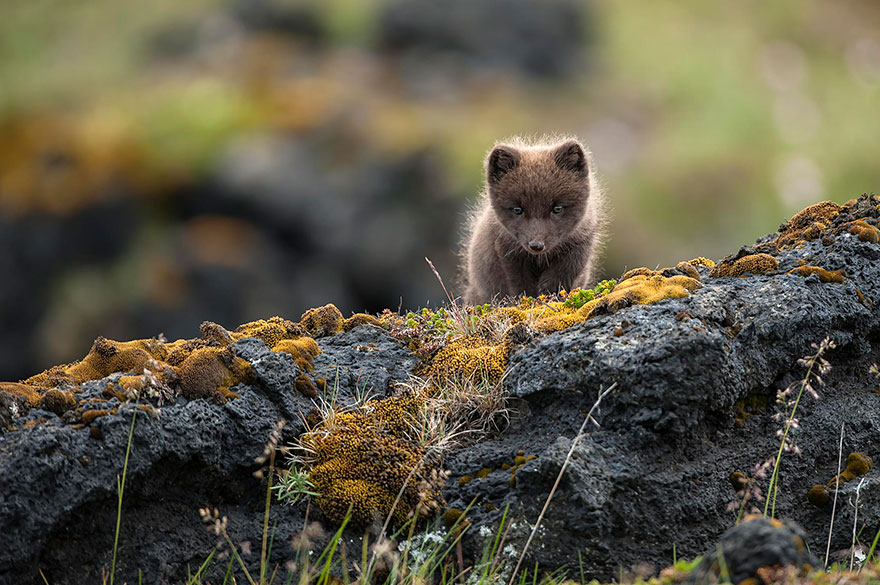 iceland-nature-travel-photography-5-5863c369c5c0c__880