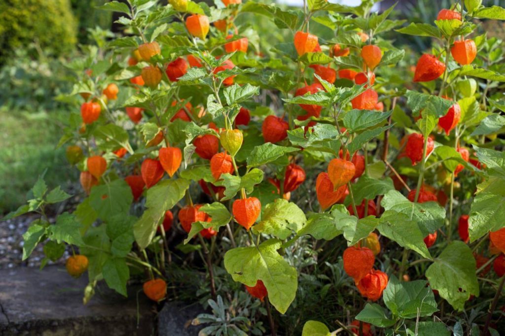 physalis lampionblumen 1024x682 1024x682 - Golden Berry: a frutinha milagrosa