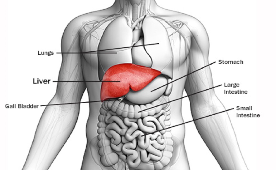 493ss_getty_rf_liver_anatomy_illustration