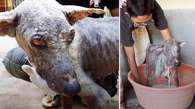 Sickly stray dog was turning into ‘stone’—luckily rescued and made miraculous recovery