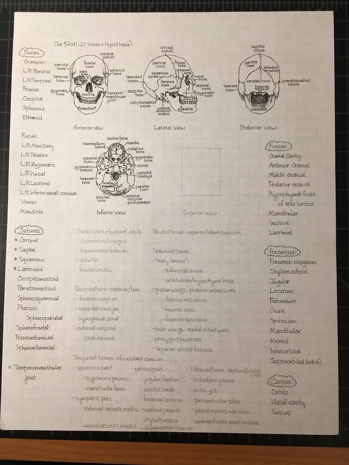 Some Of My Handwritten Anatomy Notes