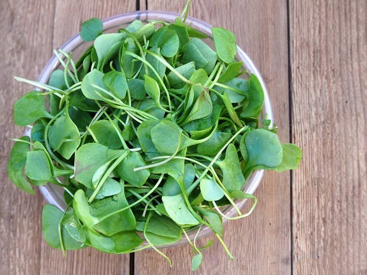 watercress-1.jpg