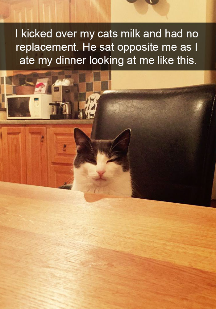 24 Hilarious Cat Snapchats That Will Make Your Day Instantly Better