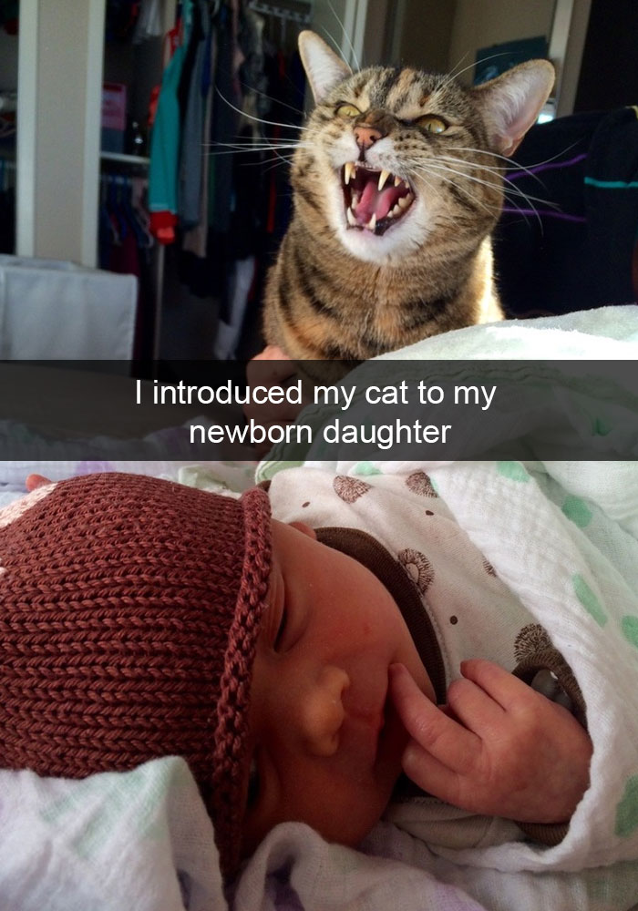 24 Hilarious Cat Snapchats That Will Make Your Day Instantly Better