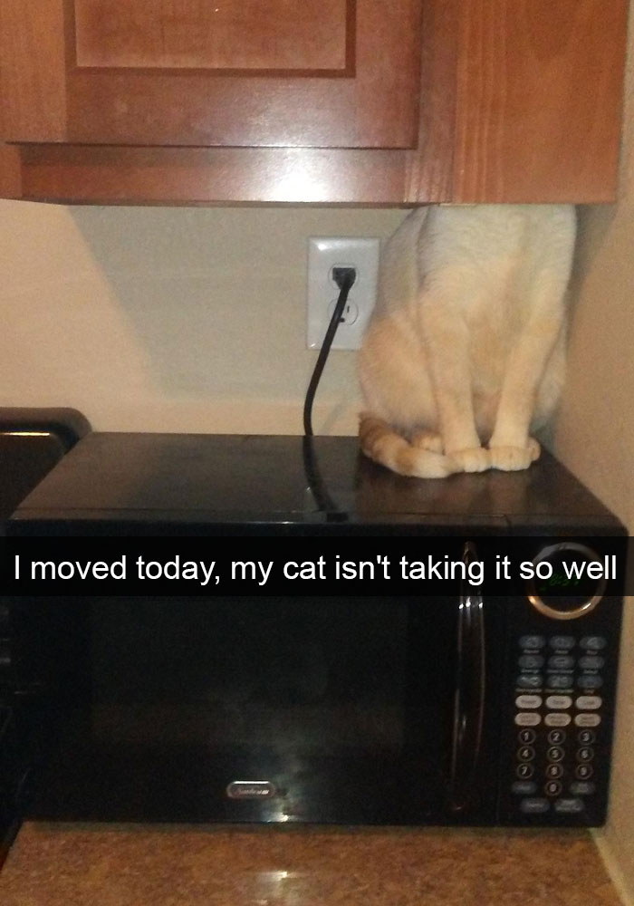 24 Hilarious Cat Snapchats That Will Make Your Day Instantly Better