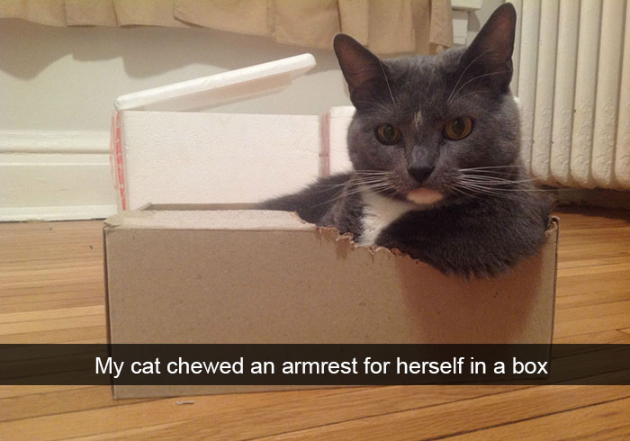 24 Hilarious Cat Snapchats That Will Make Your Day Instantly Better