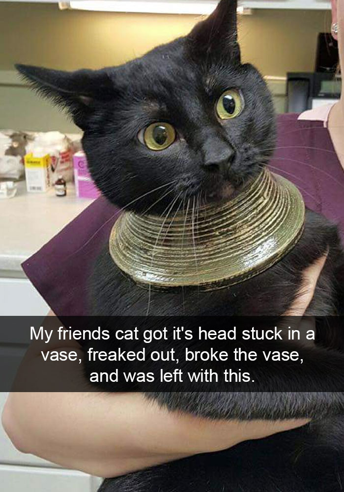 24 Hilarious Cat Snapchats That Will Make Your Day Instantly Better