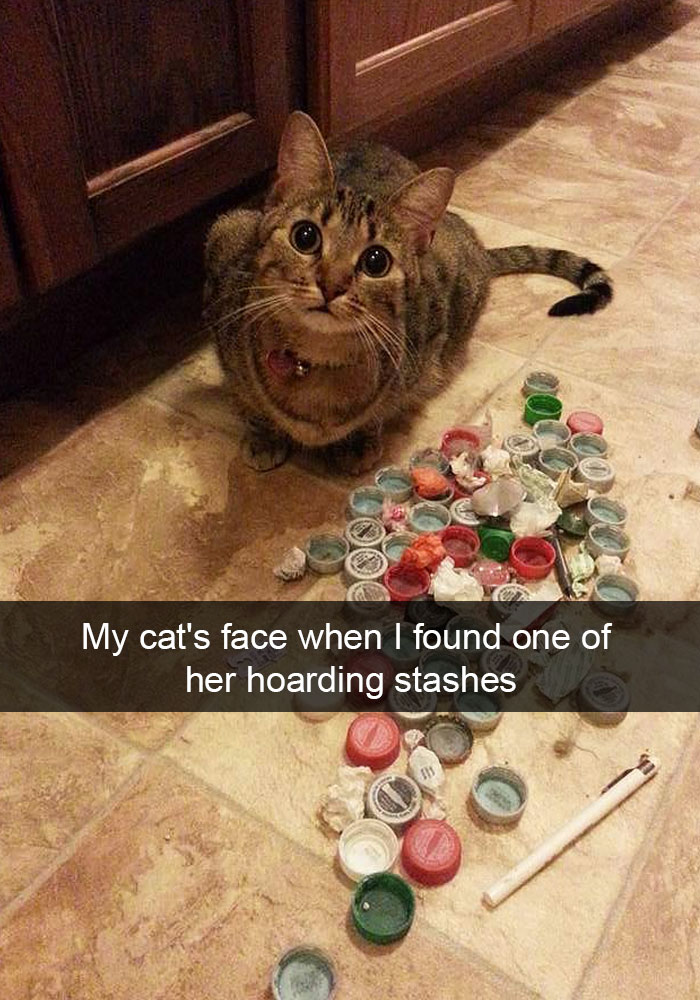 24 Hilarious Cat Snapchats That Will Make Your Day Instantly Better