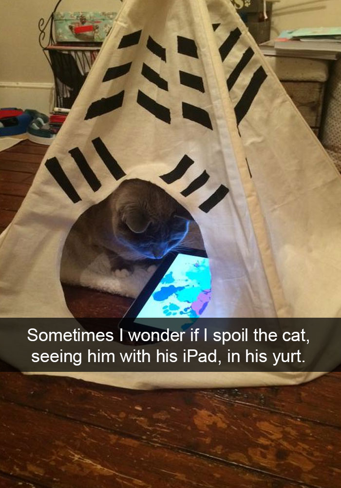 24 Hilarious Cat Snapchats That Will Make Your Day Instantly Better