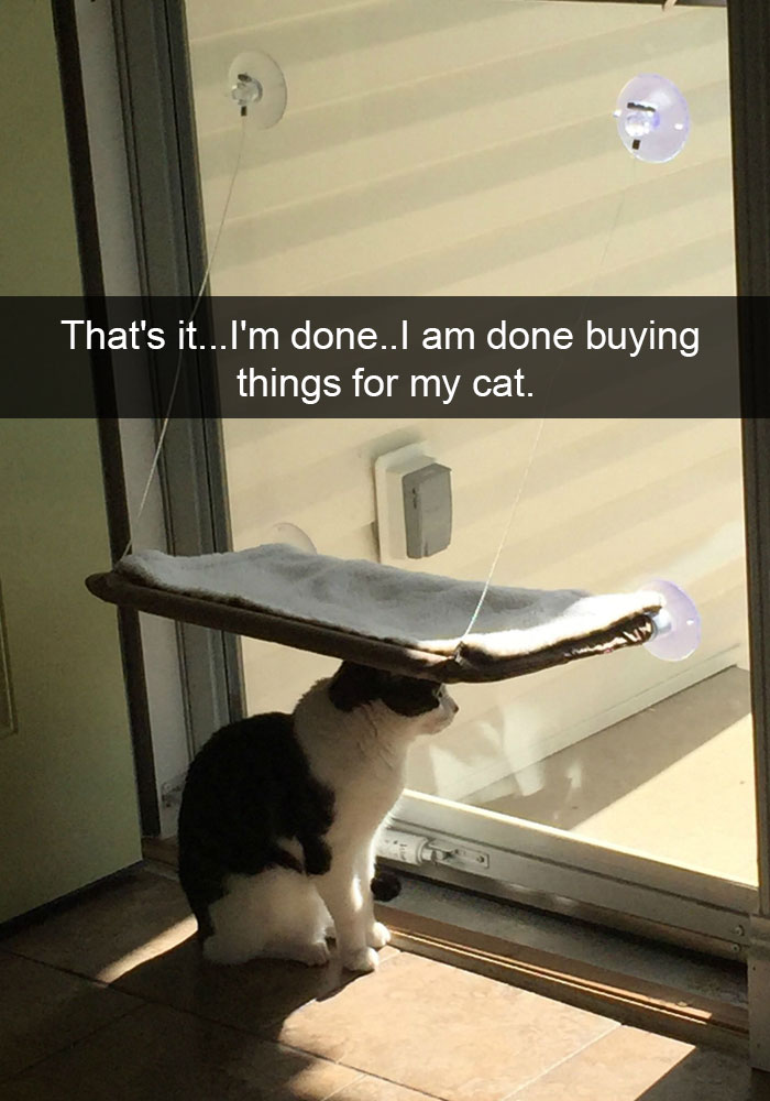 24 Hilarious Cat Snapchats That Will Make Your Day Instantly Better