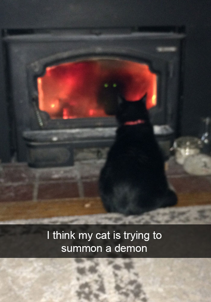 24 Hilarious Cat Snapchats That Will Make Your Day Instantly Better