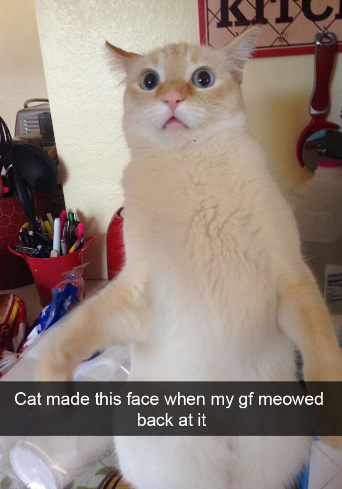 24 Hilarious Cat Snapchats That Will Make Your Day Instantly Better