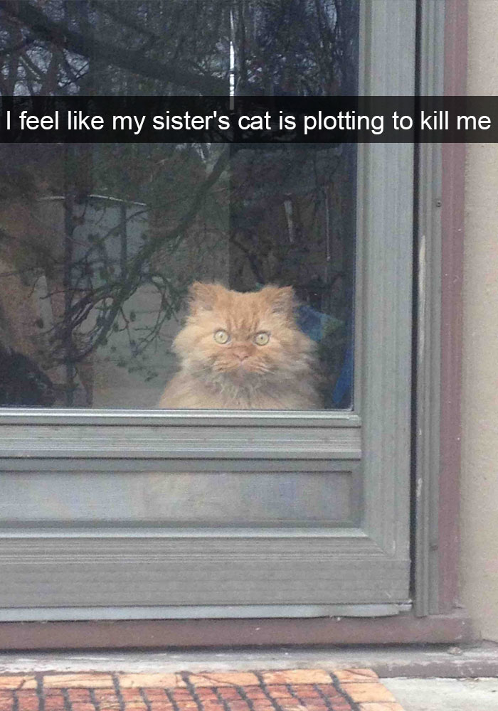 24 Hilarious Cat Snapchats That Will Make Your Day Instantly Better