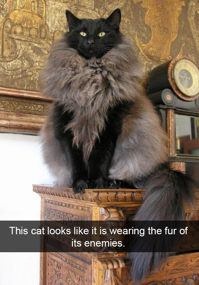 24 Hilarious Cat Snapchats That Will Make Your Day Instantly Better