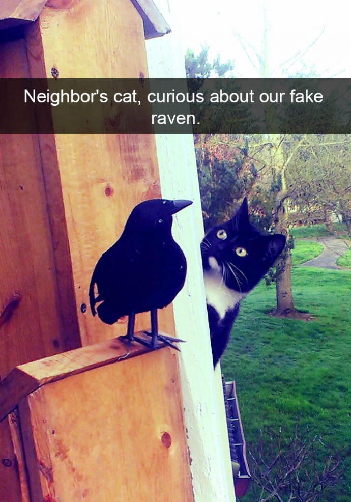 24 Hilarious Cat Snapchats That Will Make Your Day Instantly Better