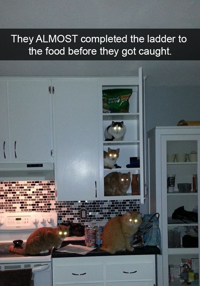 24 Hilarious Cat Snapchats That Will Make Your Day Instantly Better