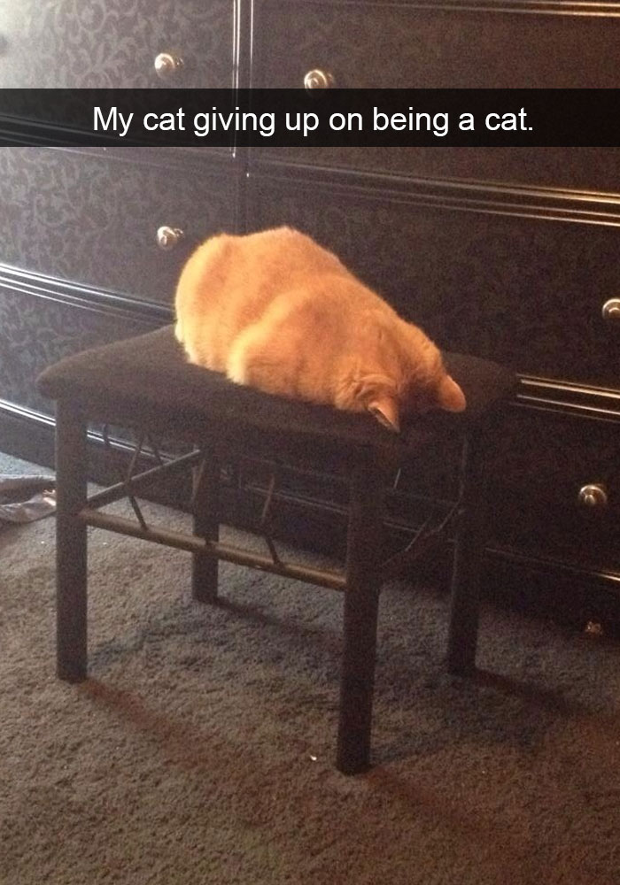 24 Hilarious Cat Snapchats That Will Make Your Day Instantly Better