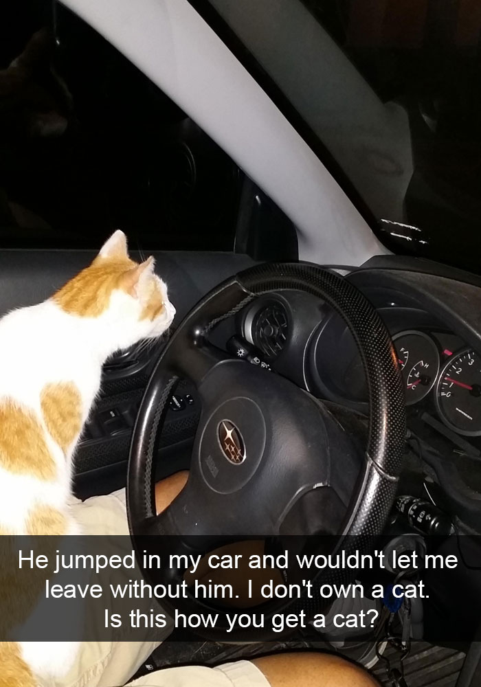 24 Hilarious Cat Snapchats That Will Make Your Day Instantly Better