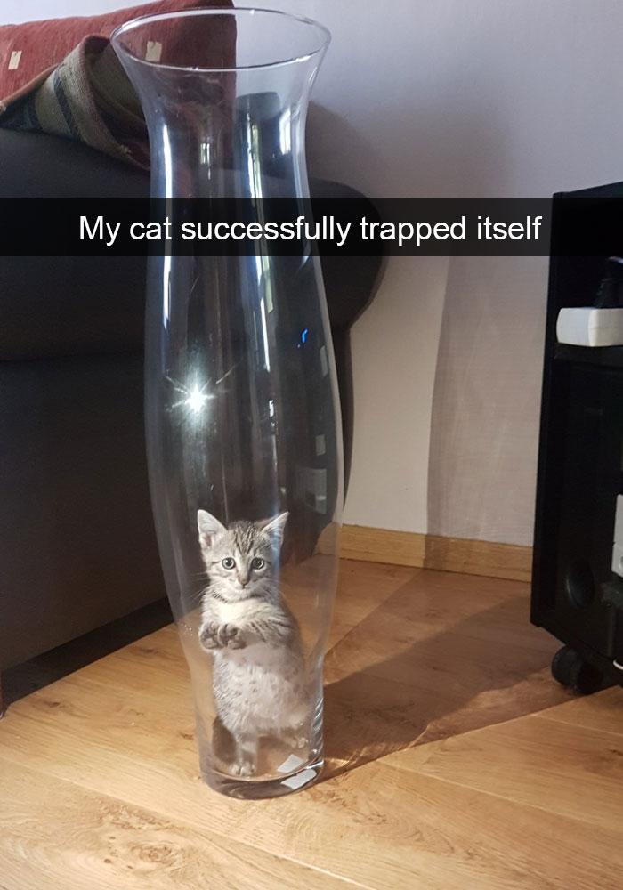 24 Hilarious Cat Snapchats That Will Make Your Day Instantly Better