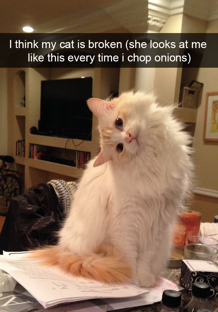 24 Hilarious Cat Snapchats That Will Make Your Day Instantly Better