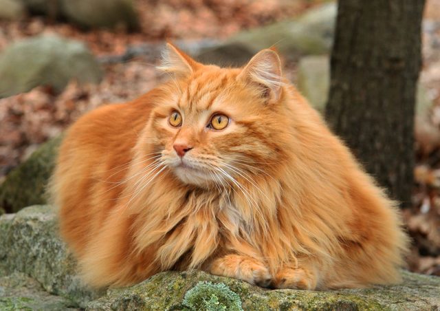 21 raisons pour lesquelles les chats orange tabby sont les meilleurs chats tabby