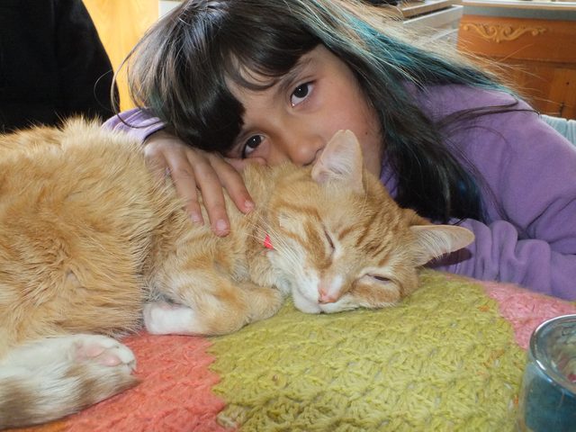 21 raisons pour lesquelles les chats orange tabby sont les meilleurs chats tabby