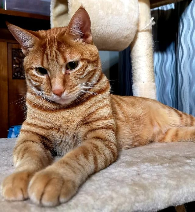 21 raisons pour lesquelles les chats orange tabby sont les meilleurs chats tabby