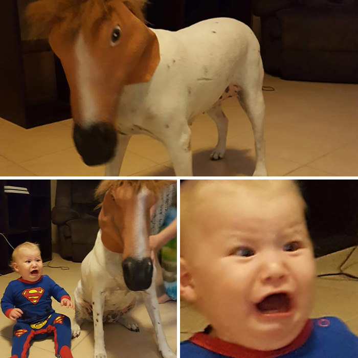  My Cousin Placed A Horse Mask On His Dog, His Son Didn
