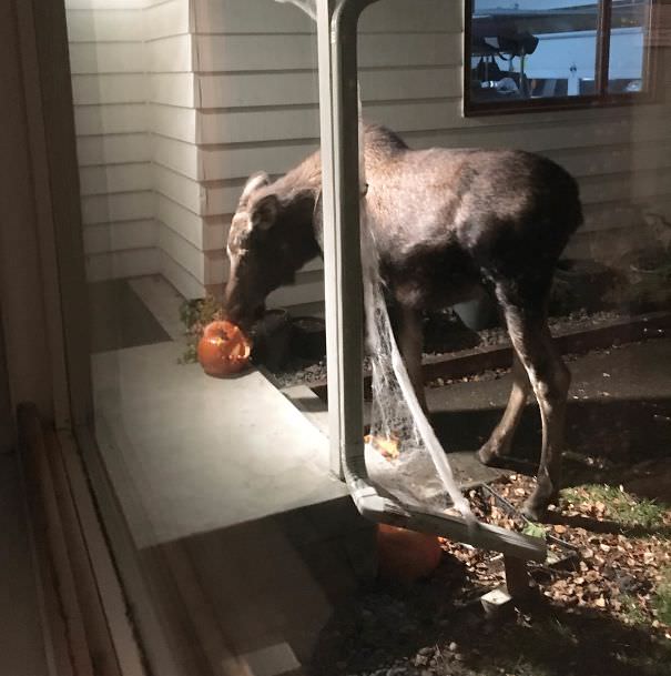  My Halloween Decorations Got Eaten By A Moose This Morning