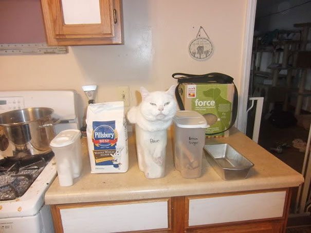 funny-cats-if-it-fits-i-sits-16