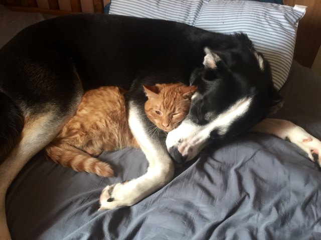 Dog snuggling cat