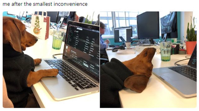 Dog giving up on work