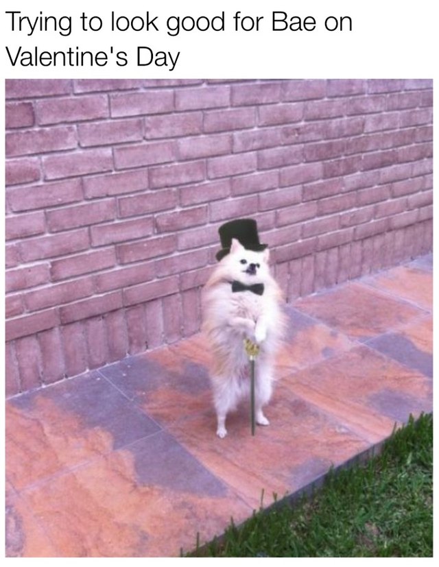 Pomeranian standing upright with cane, wearing top hat and bow tie. Caption: Trying to look good for Bae on Valentine