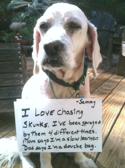 via dogshaming.tumblr.com