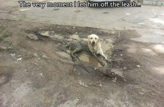 hilarious-dog-owners-situations-3