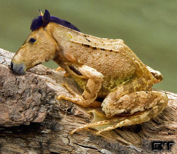 cheval grenouille_resultat