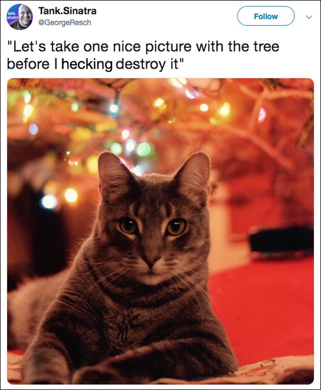 Cats vs Christmas trees