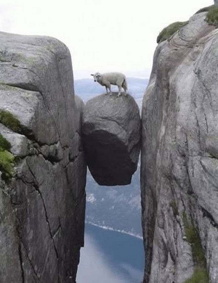 35 Photos of Animals Stuck in the Weirdest Places - Animals stuck between a rock and hard place.