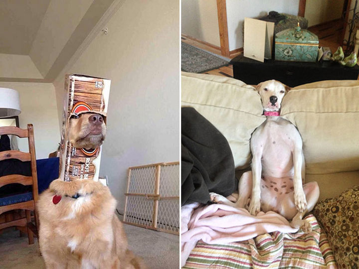 35 Photos of Animals Stuck in the Weirdest Places - These dogs are pretending nothing happened.