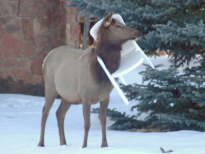 35 Photos of Animals Stuck in the Weirdest Places - Even with a chair around its neck, it still looks majestic!