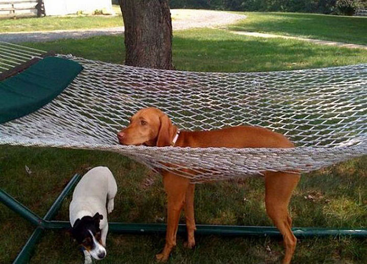 35 Photos of Animals Stuck in the Weirdest Places - Hammocks don