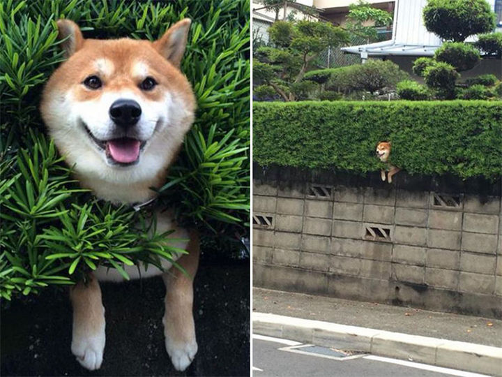 35 Photos of Animals Stuck in the Weirdest Places - Even when you