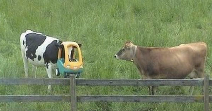 35 Photos of Animals Stuck in the Weirdest Places - I wonder if the other cow is thinking, "Where could I get one of those?"