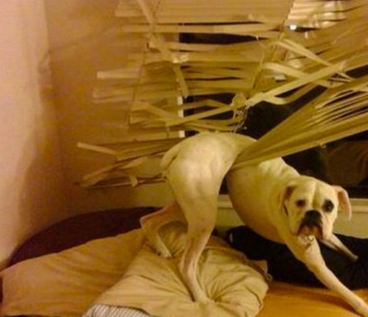 35 Photos of Animals Stuck in the Weirdest Places - I bet he