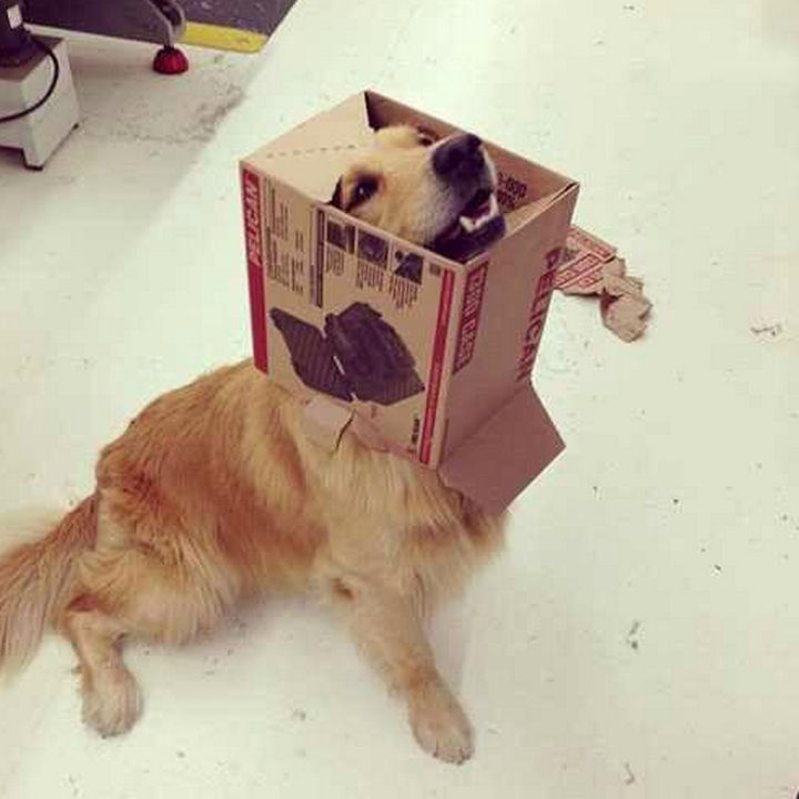 35 Photos of Animals Stuck in the Weirdest Places - He wants to show you his new costume!