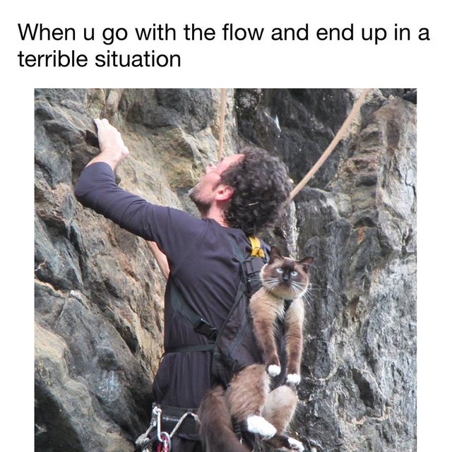 Cat strapped to back of man rock climbing. When u go with the flow and end up in a terrible situation